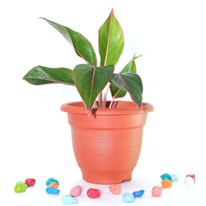 Aglaonema Siam Aurora / Aglaonema Lipsick Plant
