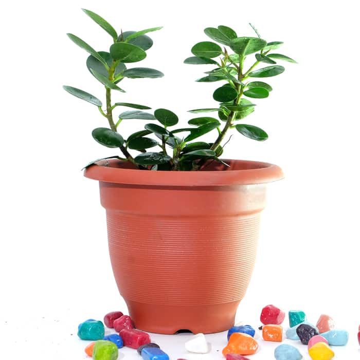 Baby rubber plant,Peperomia obtusifolia - Plant