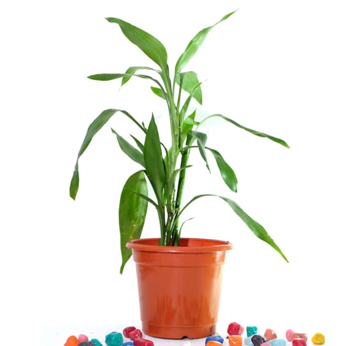 Aspidistra Elatior / Cast Iron - Plant