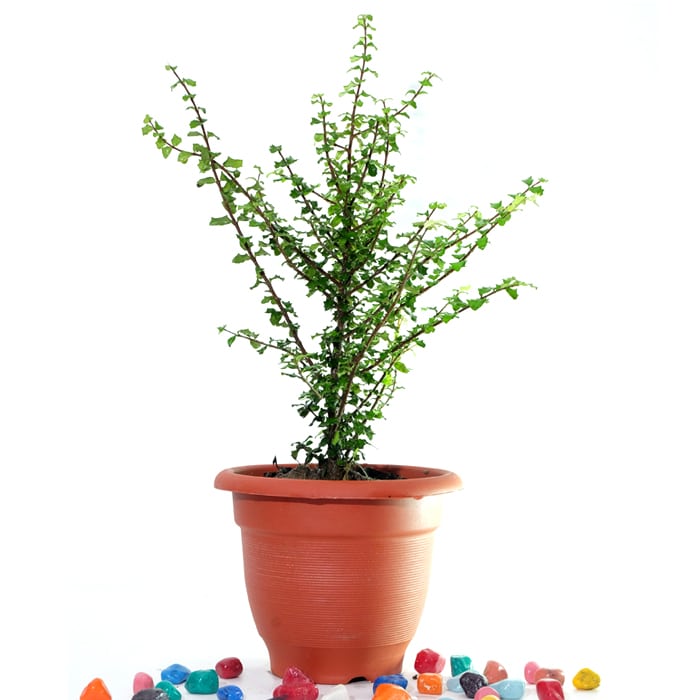 Malpighia Coccigera - Plant