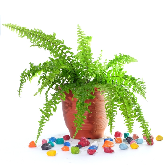Boston Fern ( Nephrolepis exaltata bosteniensis )  - Plant