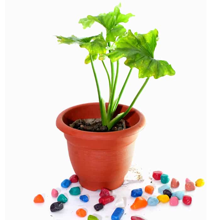 Caladium Green - Plant