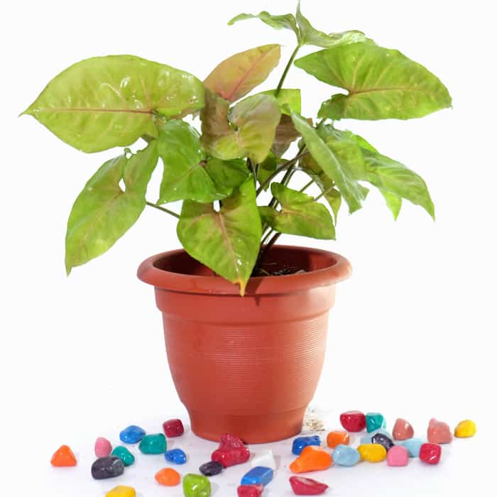 Pink Syngonium - Plant