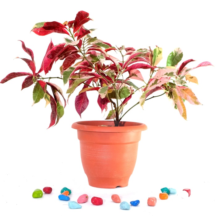 Chinese croton / Excoecaria Bicolor Varigated / Laila Majnu