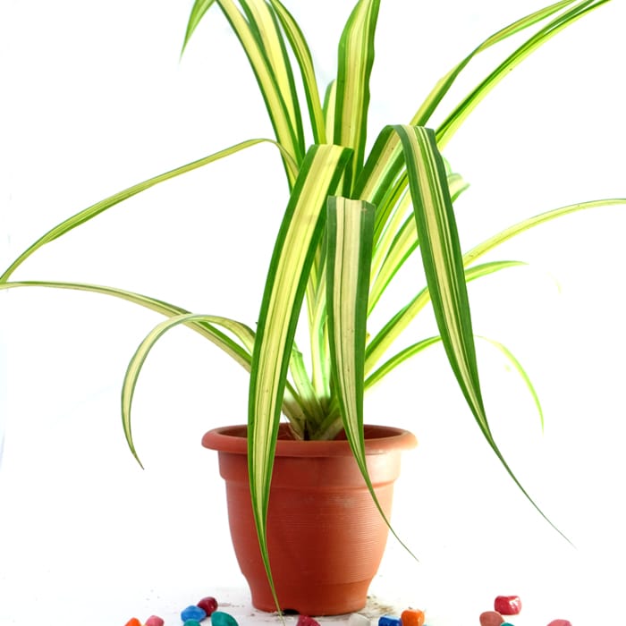 Chlorophytum Comosum - Plant
