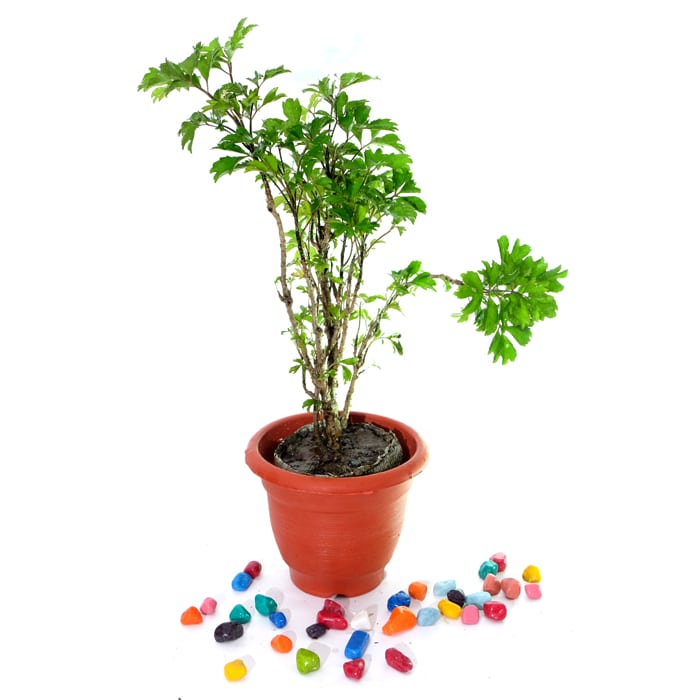 Arelia Green - Plant
