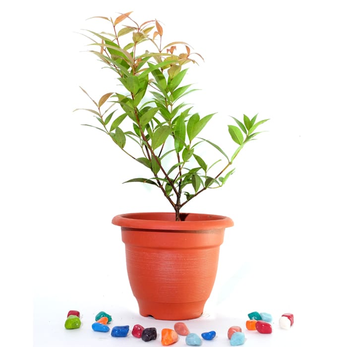 Christina / Syzygium Campanulatum - Plant