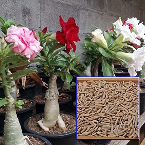Adenium Seeds (Mix colour) - Set of 5