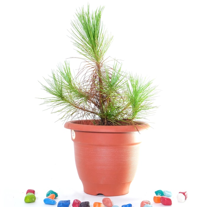 Pine strobus