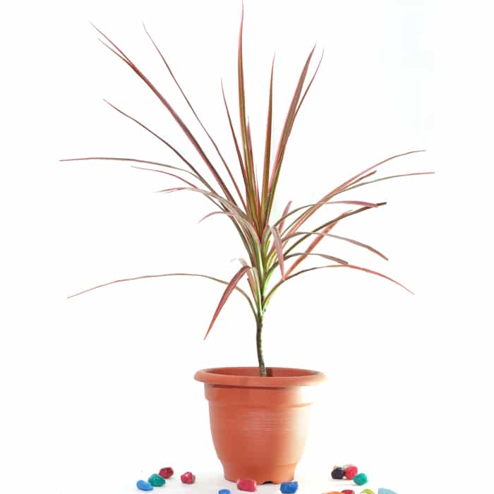 Dracaena Marginata Tricolor / Dracaena Colorama - Plant