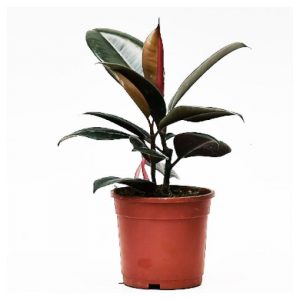 Aglaonema Butterfly Manis - Plant
