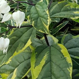 Bleeding Heart white leaf , Clerodendrum thomsoniae