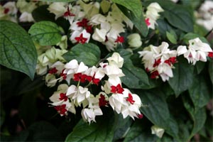 Bleeding Heart  / Clerodendrum thomsoniae