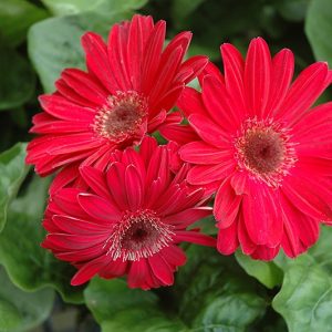 Gerbera Daisy (Red)
