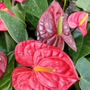 Anthurium (Red) - Plant