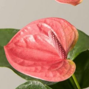 Anthurium (Pink) - Plant