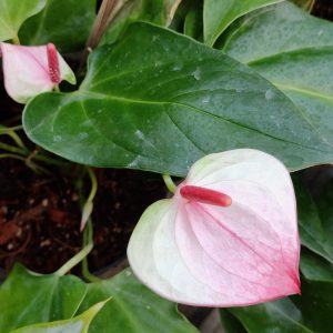 Anthurium white Plant