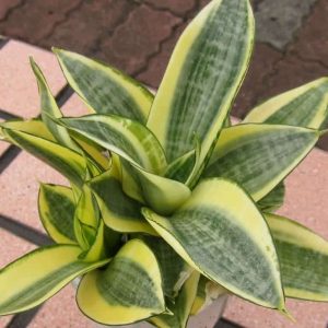 Sansevieria trifasciata Golden Hahnii, Snake Plant - Succulent Plant
