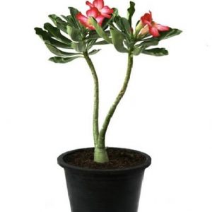 Adenium Plant, Desert Rose (Pink) - Plant