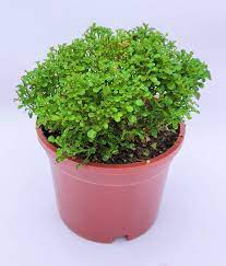 Table Kamini